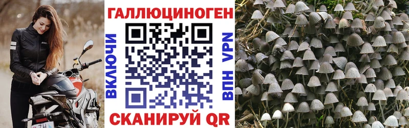Галлюциногенные грибы Psilocybine cubensis  площадка какой сайт  Никольск 